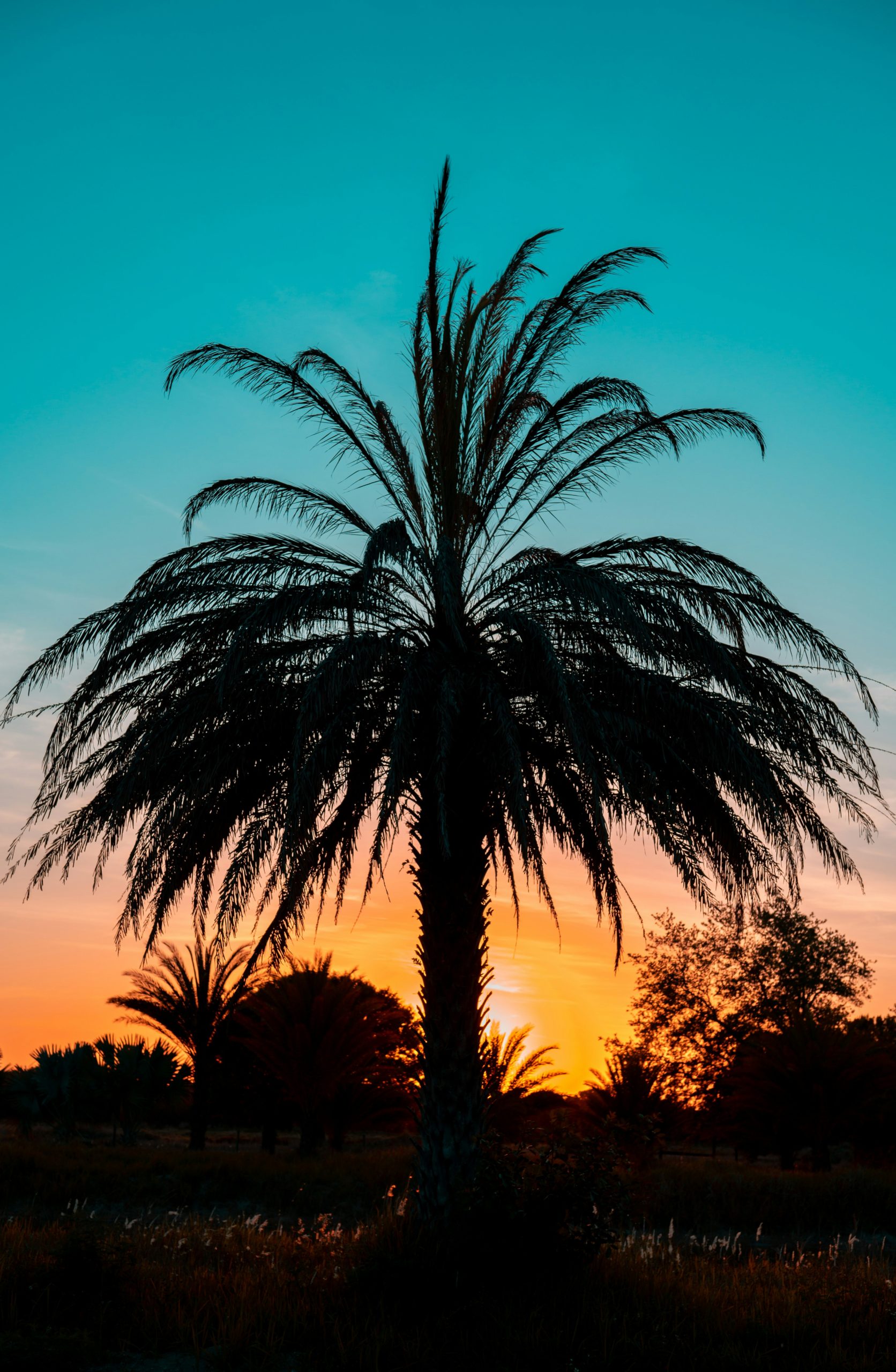 Sunset behind palms on Florida’s Gulf Coast